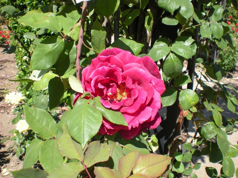 Original image